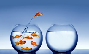 diferentes_aquarios_peixes